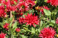 Dahlia Red pigmy - afbeelding 2