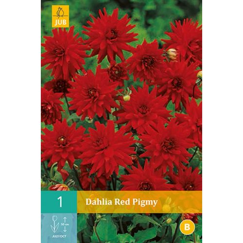 Dahlia Red pigmy - afbeelding 1
