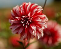 DAHLIA SANTA CLAUS