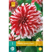 Dahlia Santa claus - afbeelding 1