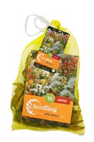 Dahlia seedling cactus mix 10 knollen