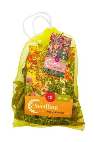 Dahlia seedling collarette mix 10 knollen