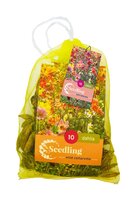 Dahlia seedling collarette mix 10 knollen