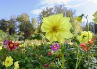 Dahlia seedling mignon mix 10 knollen - afbeelding 2