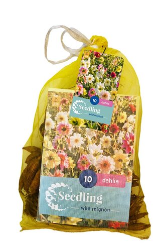 Dahlia seedling mignon mix 10 knollen