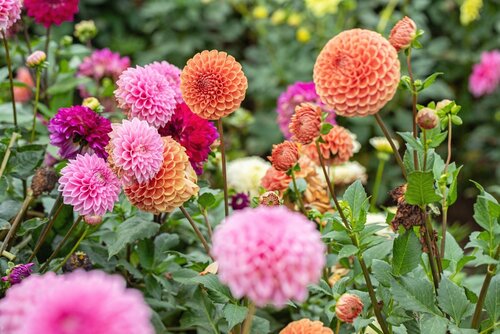 Dahlia seedling pompon mix 10 knollen - afbeelding 2