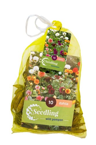 Dahlia seedling pompon mix 10 knollen