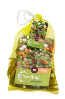 Dahlia seedling pompon mix 10 knollen