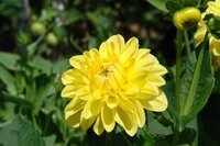 Dahlia Sisa - afbeelding 2