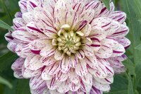 DAHLIA SMOKEY