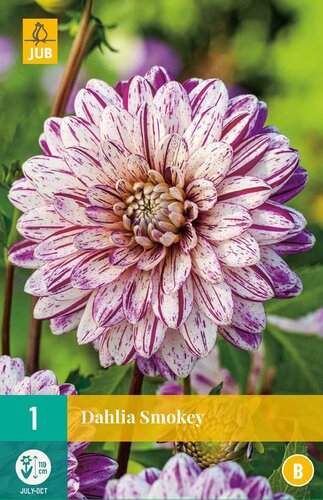 Dahlia Smokey - afbeelding 1