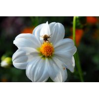 Dahlia sneezy - afbeelding 2
