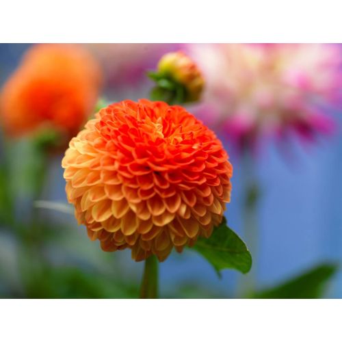 Dahlia souvenir d'eté - afbeelding 2