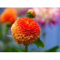 Dahlia souvenir d'eté - afbeelding 2