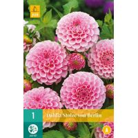 Dahlia Stolze von Berlin - afbeelding 2
