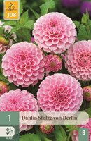 Dahlia Stolze von Berlin