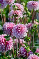 Dahlia strawberry cream - afbeelding 2