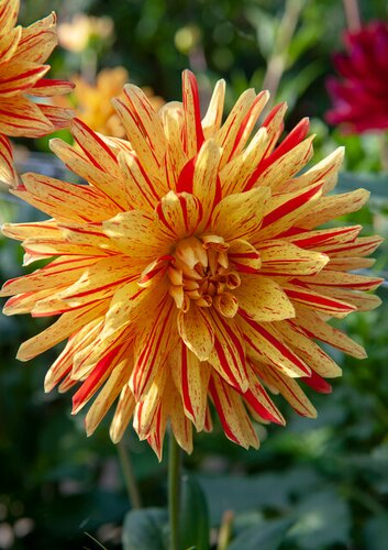 Dahlia striped vulcan - afbeelding 2