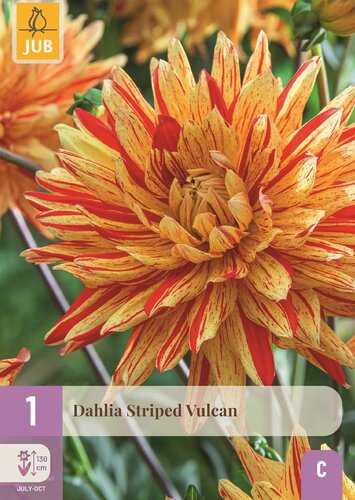 Dahlia striped vulcan - afbeelding 1