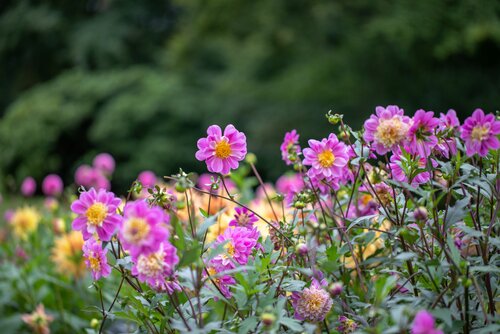 Dahlia Take off - afbeelding 2