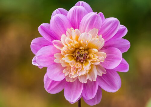 Dahlia Take off - afbeelding 3