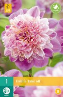 Dahlia Take off - afbeelding 3