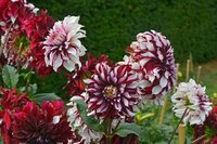 Dahlia tartan - afbeelding 2