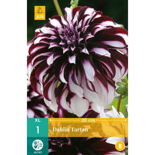 Dahlia tartan - afbeelding 1