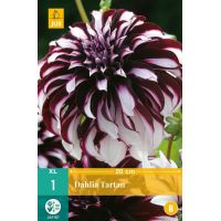 Dahlia tartan - afbeelding 1