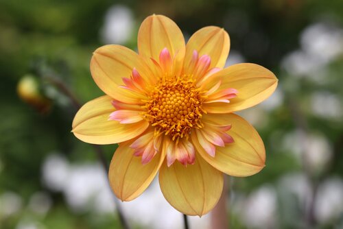 Dahlia topmix apricot - afbeelding 2