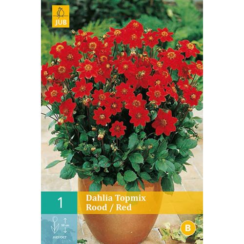 Dahlia topmix rood