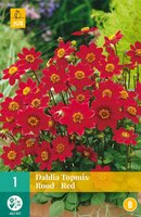 Dahlia topmix rood