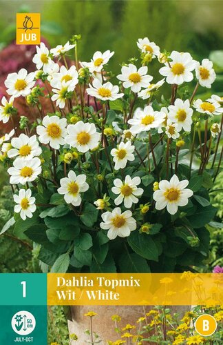 Dahlia topmix wit - afbeelding 1