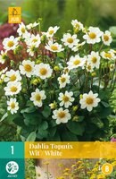 Dahlia topmix wit - afbeelding 1