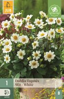 Dahlia topmix wit
