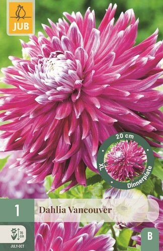 Dahlia Vancouver - afbeelding 1