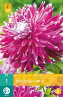 Dahlia Vancouver - afbeelding 2