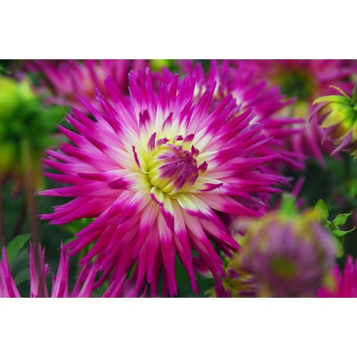 Dahlia veritable - afbeelding 2