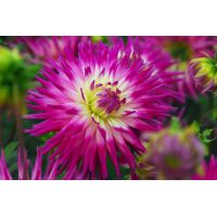 Dahlia veritable - afbeelding 2