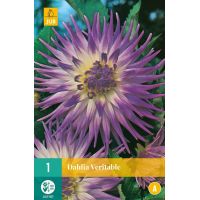 Dahlia veritable - afbeelding 2