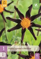 Dahlia verrones obsidian