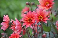 Dahlia Waltzing Mathilda - afbeelding 2
