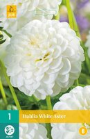 Dahlia white aster - afbeelding 2