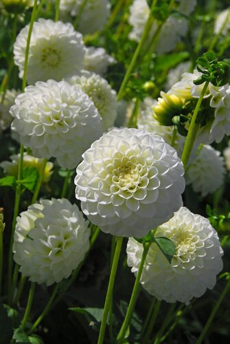 Dahlia white aster - afbeelding 2