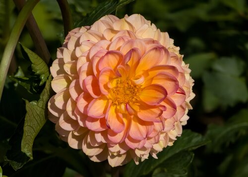 Dahlia Wine eyed jill - afbeelding 2