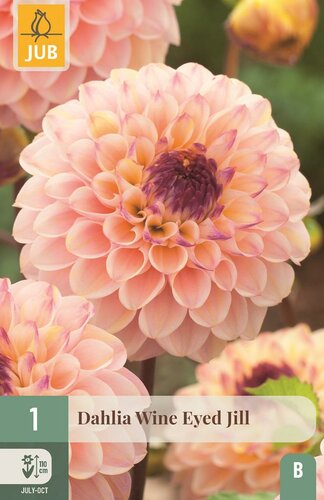 Dahlia Wine eyed jill