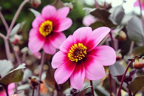 Dahlia wishes 'n dreams - afbeelding 2