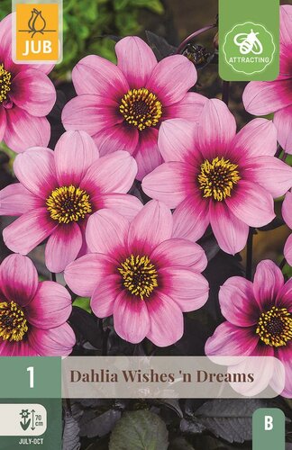 Dahlia wishes 'n dreams