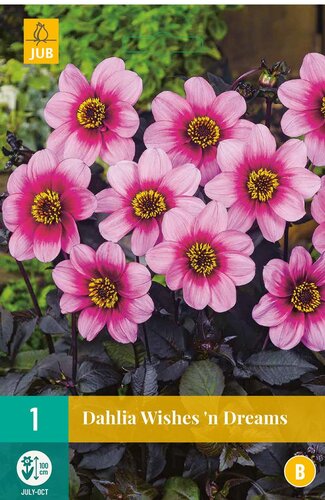 Dahlia wishes 'n dreams