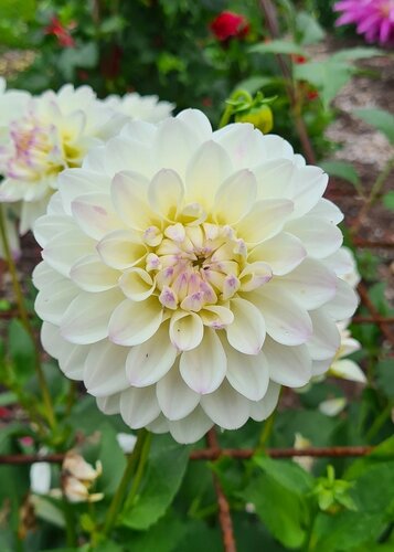 Dahlia Wittem - afbeelding 2